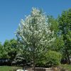 Crabapple Starlite #20 - Image 2